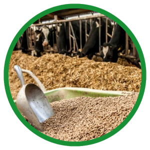 Cattle Feed Industry